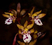 Corallorhiza maculata - Spotted Coralroot Orchid 15-9437